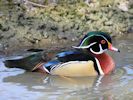 American Wood Duck (WWT Slimbridge April 2013) - pic by Nigel Key